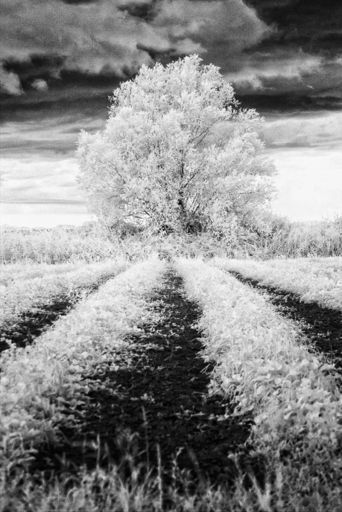 Infrared Photography