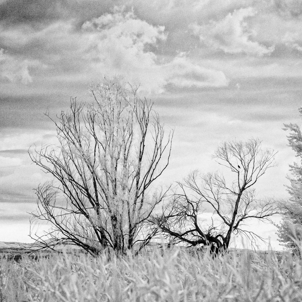 Fotografia in infrarosso